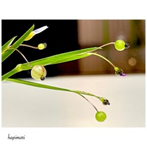 オオニワゼキショウ,オオニワゼキショウ(大庭石菖),Sisyrinchium micranthum,可愛い,野草の画像