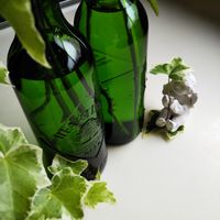 斑入りアイビー,粘土細工,ツタ,エンジェル祭り,ハートランドビール瓶の画像