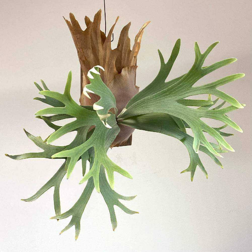 P. White Hawk 成長記録 2024.7.27｜🍀GreenSnap（グリーンスナップ）