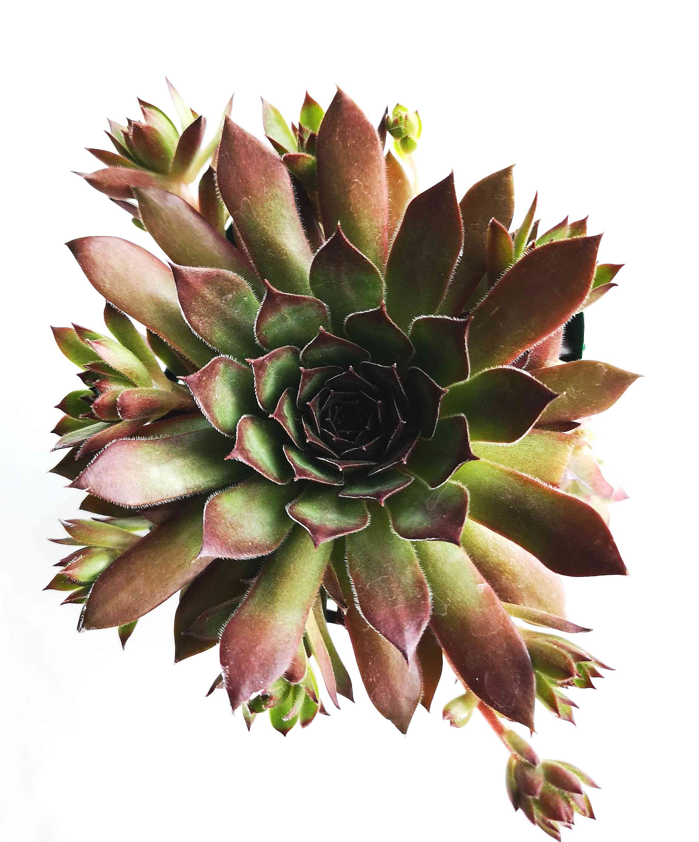 センペルビウム パシフィックナイトの一覧｜🍀GreenSnap（グリーン