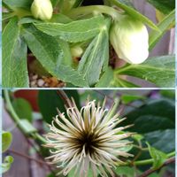 植物のある暮らし,植物のある風景,クレマチス♬,はなのある暮らし,多肉女子の画像