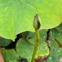 ハス,手乗りハス 白妙,手乗りハス,ビオトープ,水生植物の画像