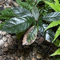ヤブコウジの画像