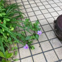ヤナギバルイラソウの画像