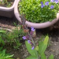 コモンセージ,紫チーム✨,癒しの植物,おうち園芸,花壇作りの画像