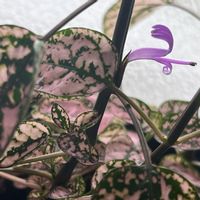 ヒポエステス,観葉植物,開花の画像
