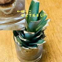 パイナップル,植物は癒し,初挑戦,自然大好き,大好きの画像