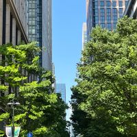 ケヤキ,丸の内,目に青葉～2023,青い空,ありがとう♡の画像