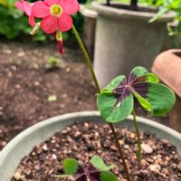オキザリス・デッペイ,カタバミ属,山野草,カタバミ科,小さな庭の画像