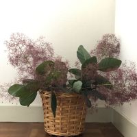 スモークツリー,コンテナガーデン,剪定,スモークツリー♡,部屋の画像