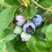 ブルーベリー,家庭菜園,おうちde菜園,おうち園芸,食べ物の画像