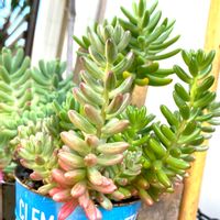 オーロラ,乙女心☆, 虹の玉,インテリアガーデン,観葉植物の画像