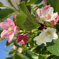 ウツギ,箱根空木（ハコネウツギ）,公園,花壇,ガーデニングの画像