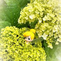 アナベル,紫陽花 アナベル,キュンキュン乙女倶楽部,黄緑の花,小花妖精の画像