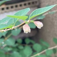 シンフォリカルポス,おうち園芸,小さな庭の画像