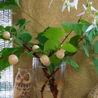ユキノシタ,アケビ,白実ユスラウメ,ゲゲゲの月曜日,樹木の画像