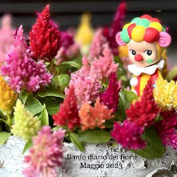 ケイトウ,癒し,赤い,エンジェル祭り,ピンクのお花の画像