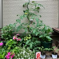 トマト ボンリッシュ,アリッサム,スーパーゼラニウム・チャンピオン,混植家庭菜園,家庭菜園の画像