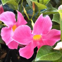 マンデビラ,お出かけ先の画像