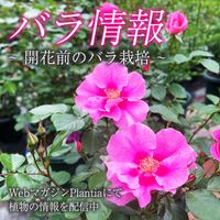 植物のある暮らし,ばら バラ 薔薇,ハイポネックス,おうち園芸, ハイポネックス園芸部の画像