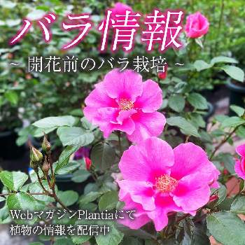植物のある暮らし,ばら バラ 薔薇,ハイポネックス,おうち園芸, ハイポネックス園芸部の画像