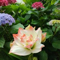 アマリリス,アマリリス　キャンディアマデウス,花木,梅雨,紫陽花 アジサイ あじさいの画像