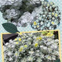白雪ミセバヤ,セダム属,棚の画像