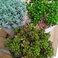 オーロラ,レッドベリー,虹の玉,パープルヘイズ,多肉植物の画像