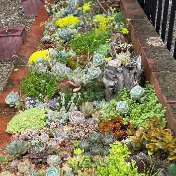 梅雨入り,多肉植物,多肉植物花壇,多肉植物　地植え,多肉植物寄せ植えの画像