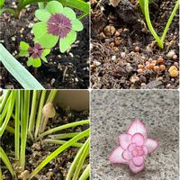 ラッキークローバー,ムスカリ,紫陽花,シラー シベリカ,2022年 *秋* ｱﾛの秋植え球根♡の画像