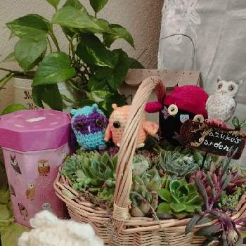増やしたい！,植物のある暮らし,GS映え,GS日和,幸せを呼ぶフクロウ祭りの画像