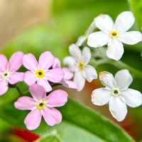 ワスレナグサ,スマホ撮影,マクロレンズ,庭に咲く花,我が家の花達の画像