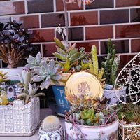 多肉植物,葉挿しっ子,多肉の花,庭の花,多肉植物寄せ植えの画像