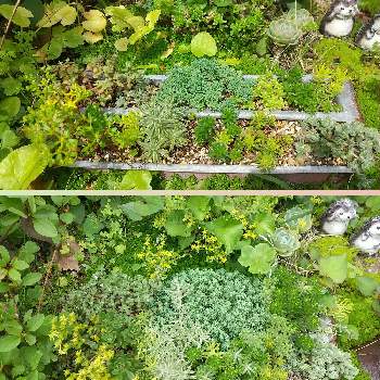 セダム寄せ植え,小さな庭の画像