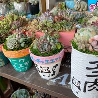 多肉植物,寄せ植え,台風接近,沖縄,多肉のある暮らしの画像