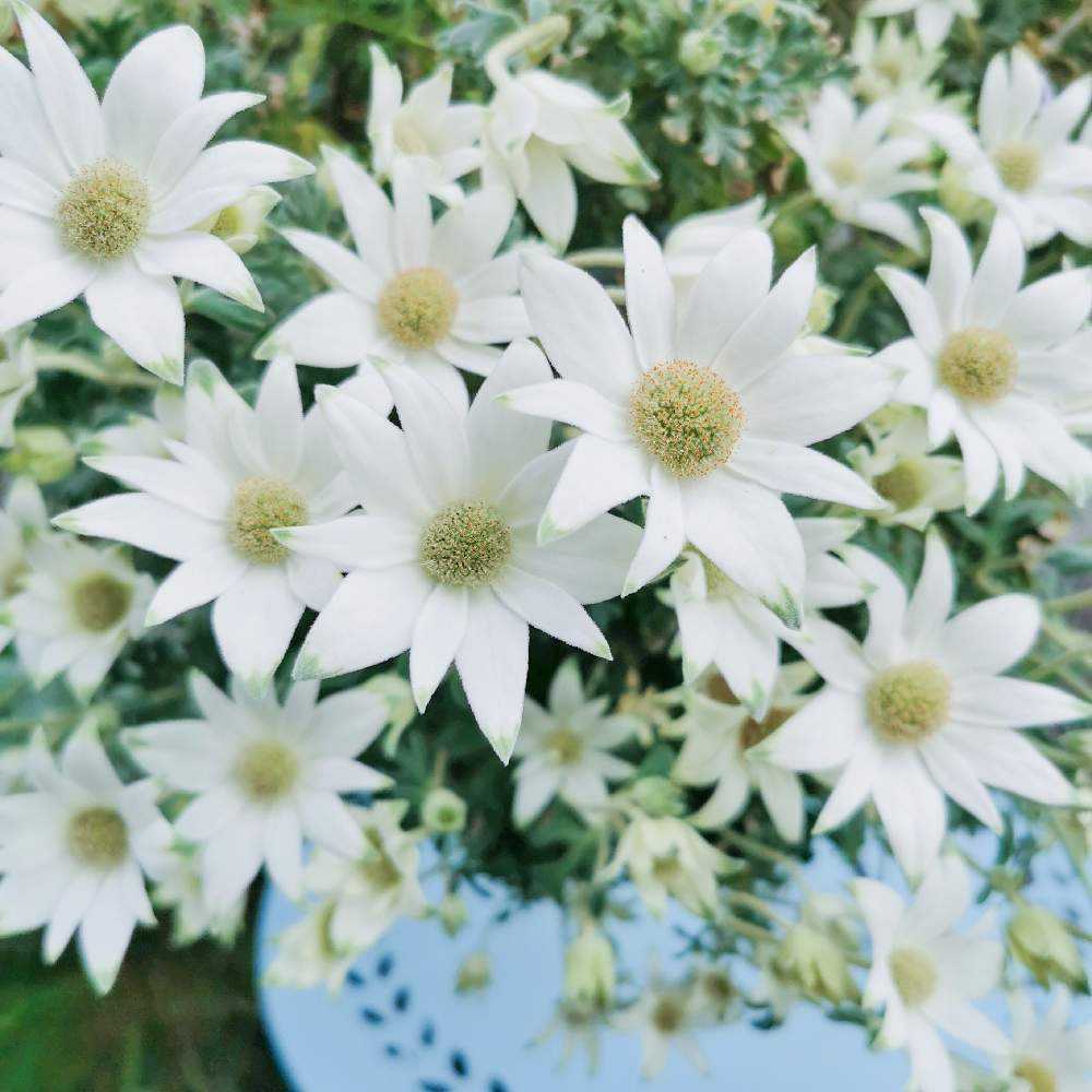 フランネルフラワー8年の記録(更新)｜🍀GreenSnap（グリーン