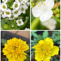 アリッサム,ブライダルベール,マリーゴールド,黄色の花,おうち園芸の画像