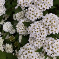 コデマリ,お散歩,白い花,ご近所さんの庭先,お出かけ先の画像