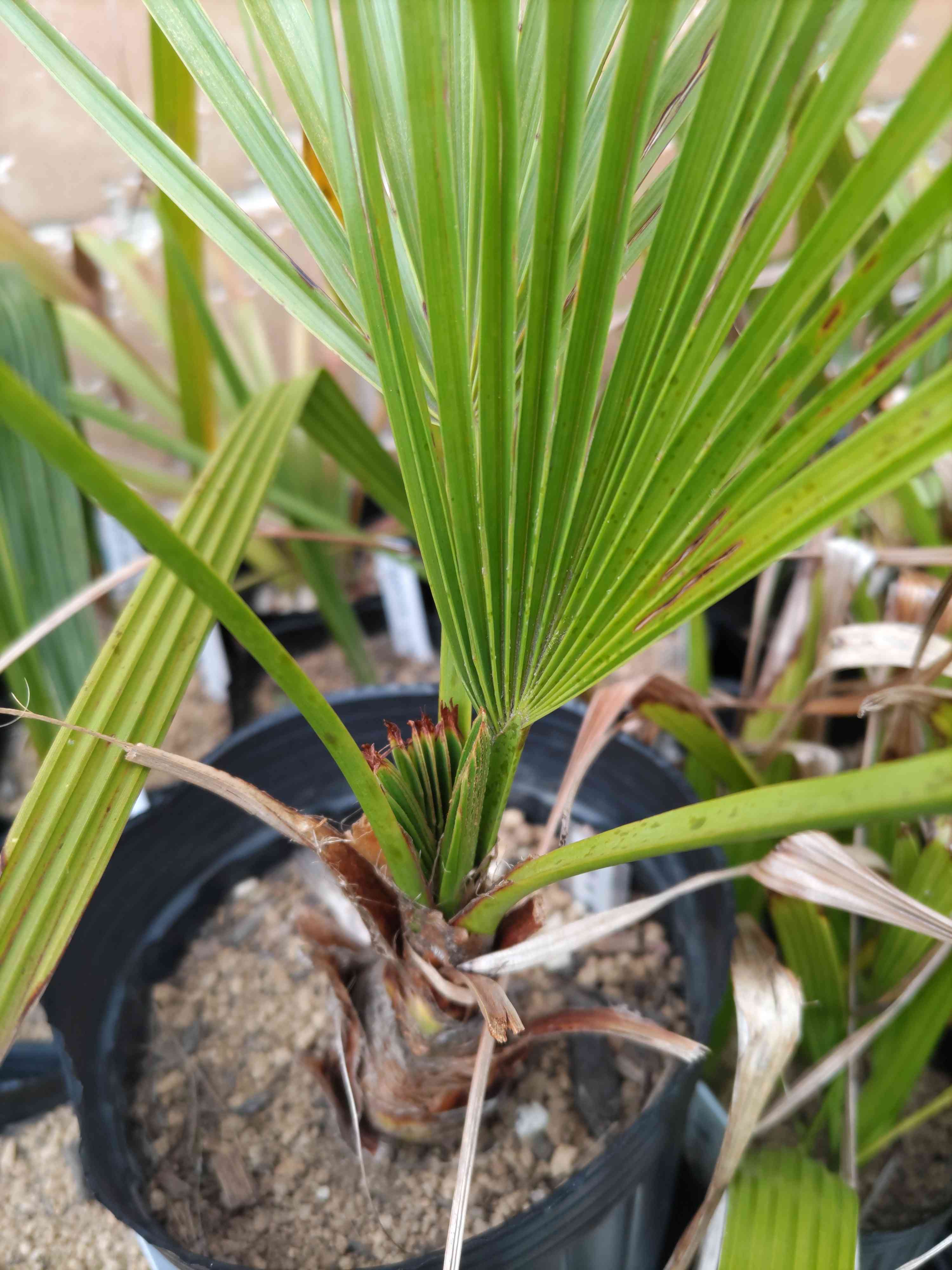 ブラヘア・スーパーシルバーの一覧｜🍀GreenSnap（グリーンスナップ）