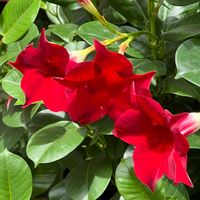 マンデビラ,デプラデニラ,チリソケイ,ビューティフル❤,つる性植物の画像