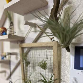 食虫植物,モウセンゴケ カペンシス アルバの画像