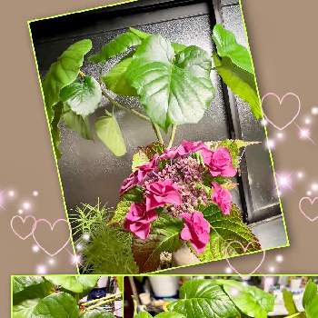 食虫植物,モウセンゴケ カペンシス アルバの画像