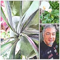 流木付け,流木アレンジ, コウモリラン ,大型観葉植物,DIY板付の画像