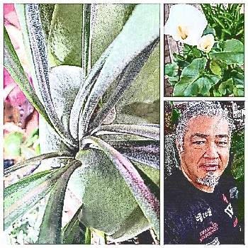 食虫植物,モウセンゴケ カペンシス アルバの画像