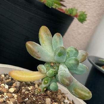 食虫植物,モウセンゴケ カペンシス アルバの画像
