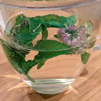 ハーブガーデン,バラ初心者,宿根草の庭,茨城県,丁寧な暮らしの画像