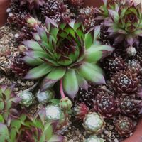 巻絹,多肉中毒,多肉植物,多肉大好き,多肉植物のある暮らしの画像