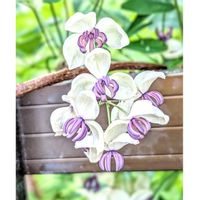 アケビ,花散歩,江別市,庭パトの画像