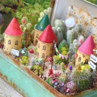 セダムの森,丸葉万年草,サボテン寄せ植え,箱庭 サボテン,箱庭の画像