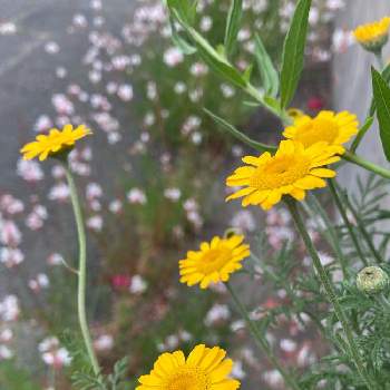 可愛いお花,ダイヤーズカモミール☆,梅雨,元気もらえる,ハーブのある暮らしの画像